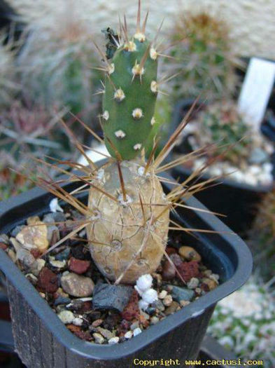 cumulopuntia__darwinii_fma .south form