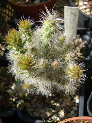 cumulopuntia__spinossisima-t1