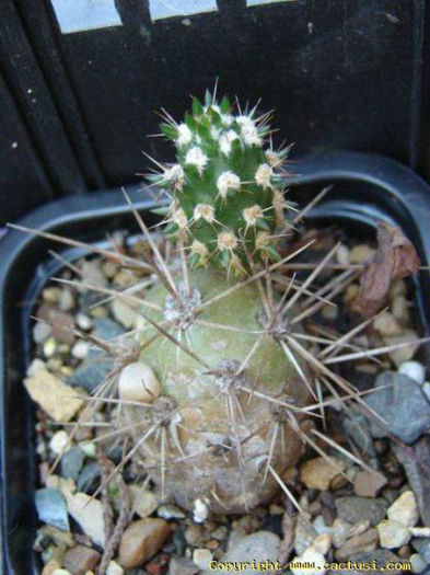 cumulopuntia_leucophaea_-t1