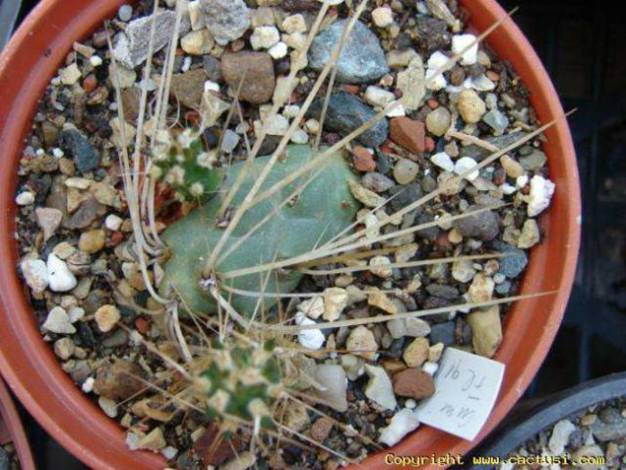 cumulopuntia_pampana-t1