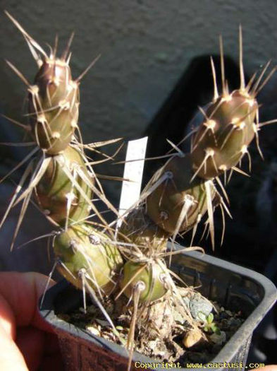 cumulopuntiadarwinii_v_hickenii-t1