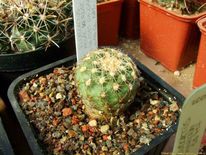 sclerocactus_mesaeverdae_sb1010