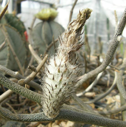 digitostigma caput medusae astrophytum