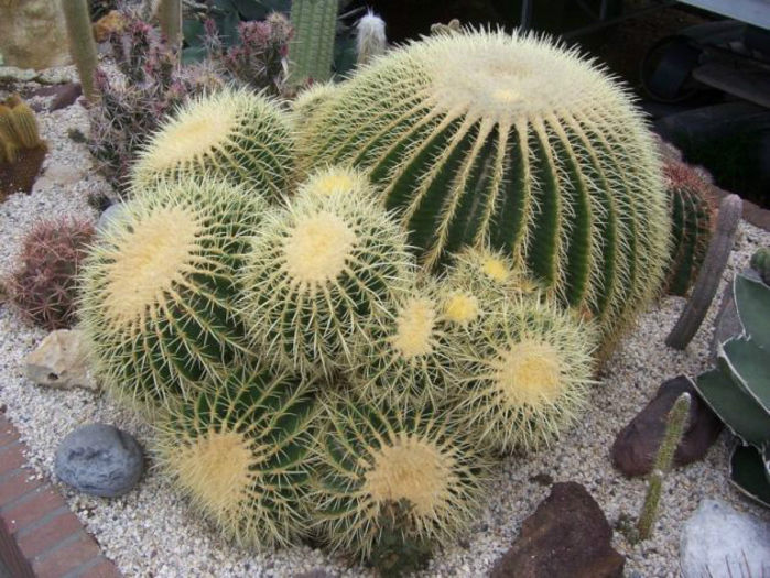 echinocactus grusonii