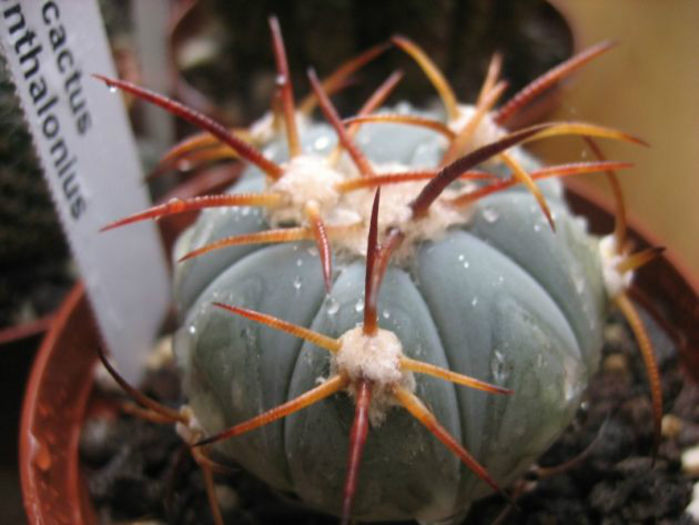 echinocactus horinzonthalonius
