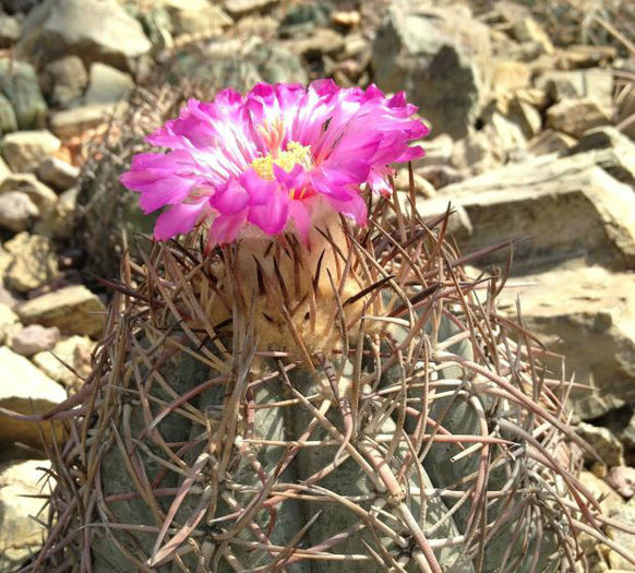 echinocactus horizonthalonius