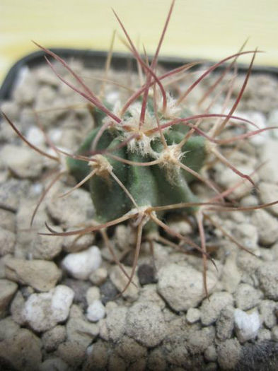 echinocactus polycephalus subsp.polycephalus lz896