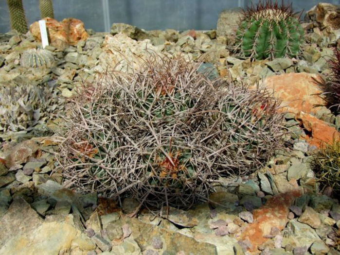 echinocactus polycephalus subsp.polycephalus
