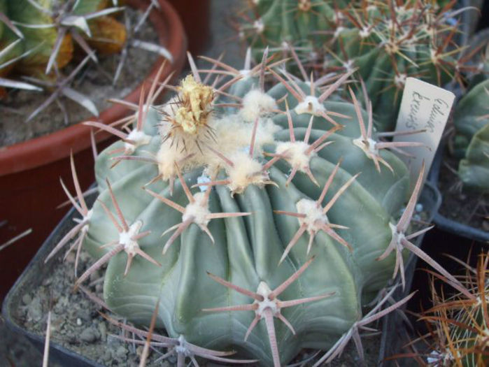 echinocactus texensis