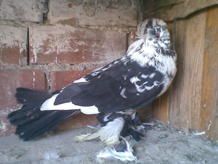 m - Uriasi Maghiari