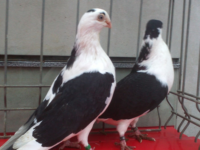 MASCUL- 2013 - PORUMBEI JUCATORI PE NEGRU