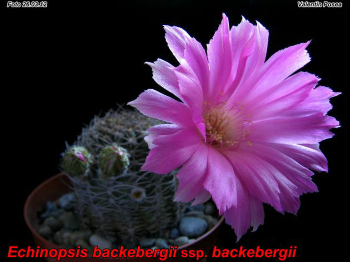 echinopsis backebergii subsp backebergii