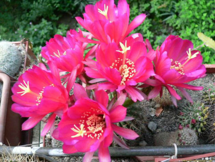 echinopsis mammillosa