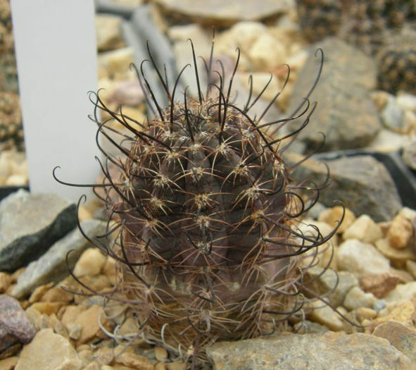 echinopsis marsonerifma iridescens - minuni ale naturii create de dumnezeu 7