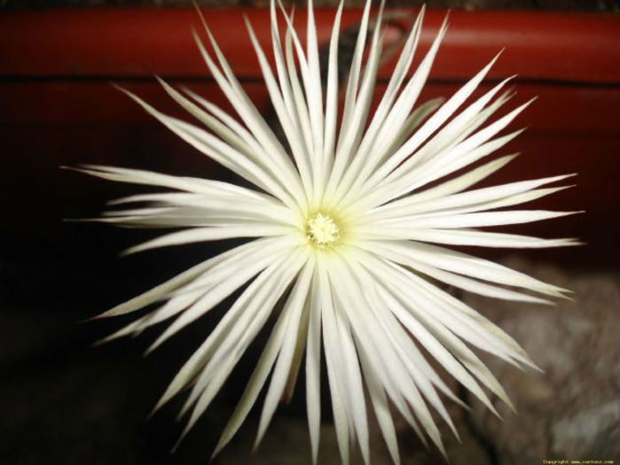 echinopsis mirabilis - minuni ale naturii create de dumnezeu 7
