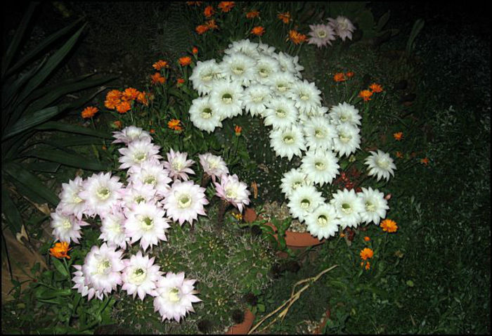echinopsis oxygona - minuni ale naturii create de dumnezeu 7