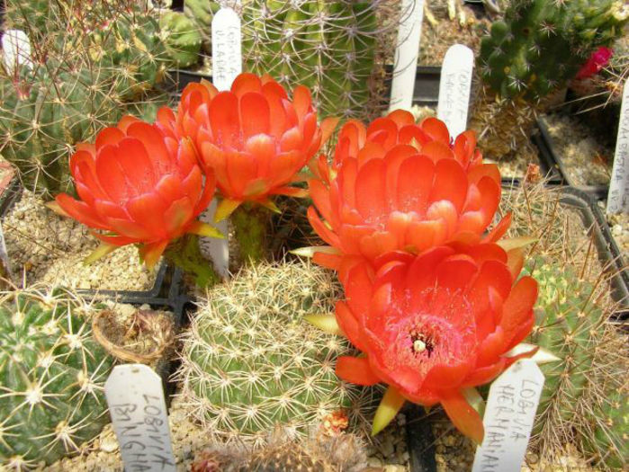 echinopsis pugionacantha subsp.rosii
