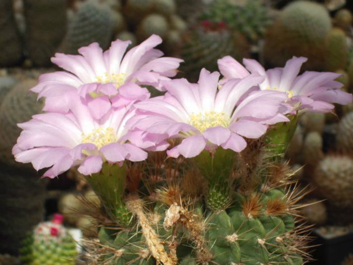echinopsis spiniflora