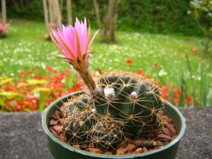 echinopsis_pugionacantha_v__cornuta-t1