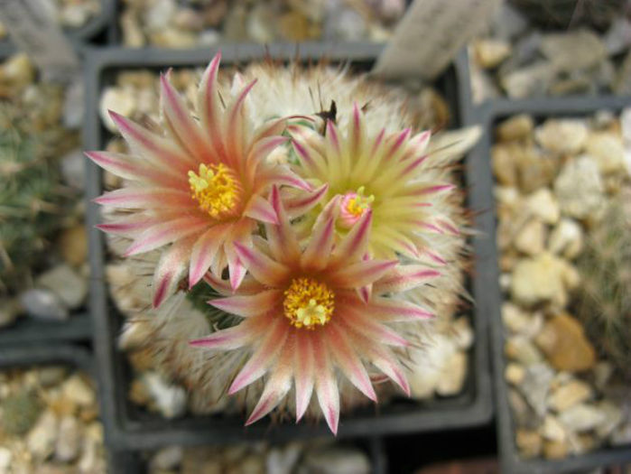 escobaria emskoetteriana