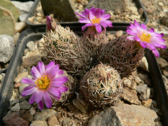 escobaria minima - minuni ale naturii create de dumnezeu 7