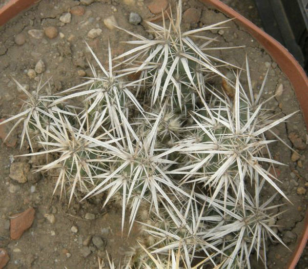 grusonia clavata