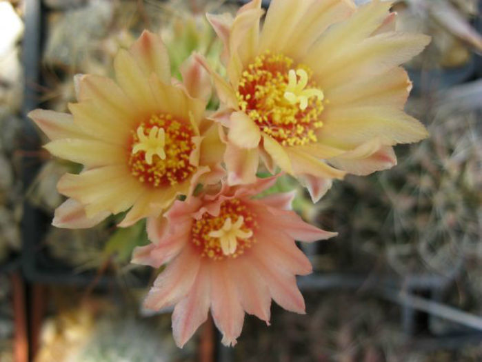 hamatocactus setispinus