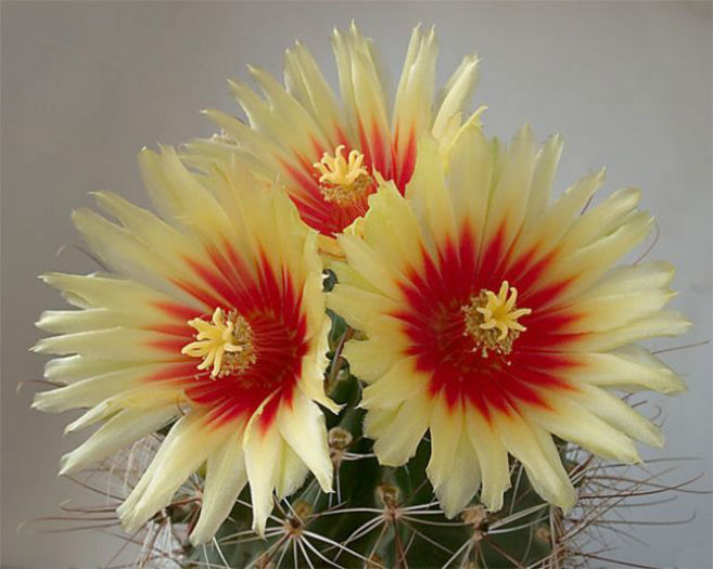 Hamatocactus-Setispinus-t1 - minuni ale naturii create de dumnezeu 7