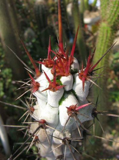 hertrichocereus stenocereus beneckei