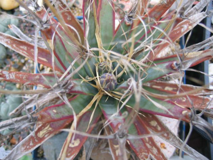 leuchtenbergia principis - minuni ale naturii create de dumnezeu 8