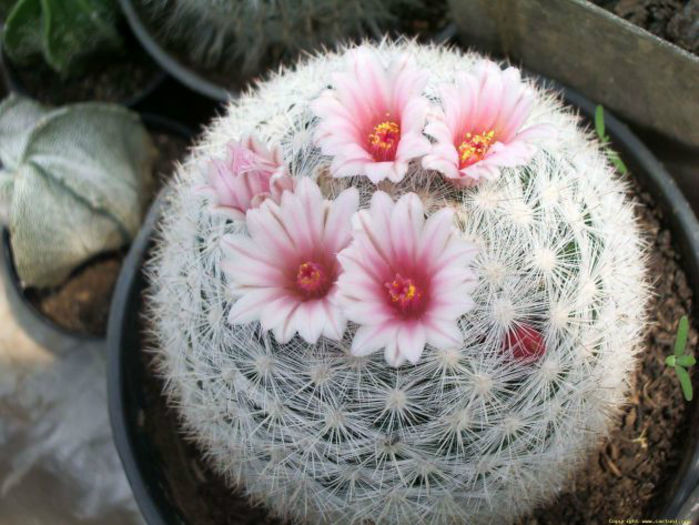 mammillaria candida  1