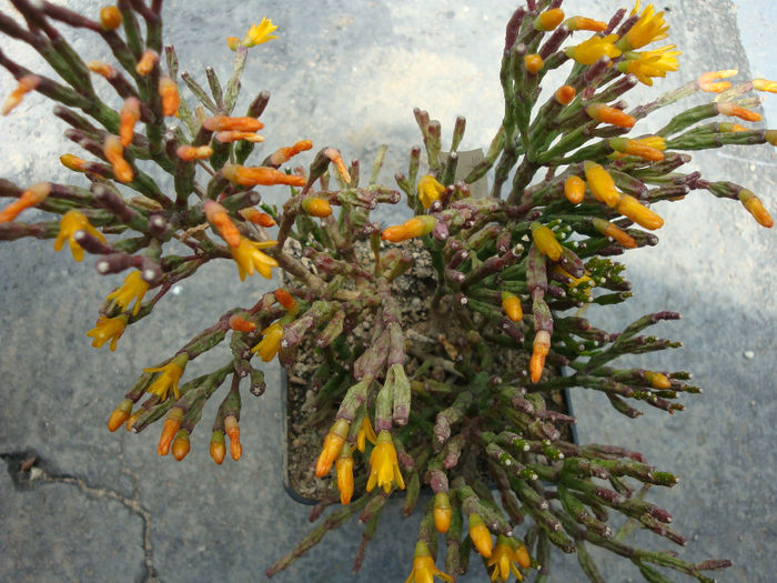 Hatiora salicornioides Britton & Rose; Origine: Brazilia, este un cactus epifit care creste în păduri  pană la 1850 metri altitudine
