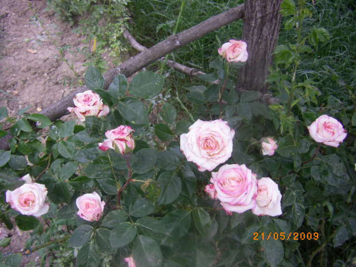 trandafir neidentificat - casa de vacanta-trandafiri 2010
