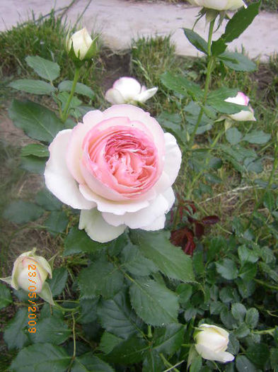 eden rose - casa de vacanta-trandafiri 2010