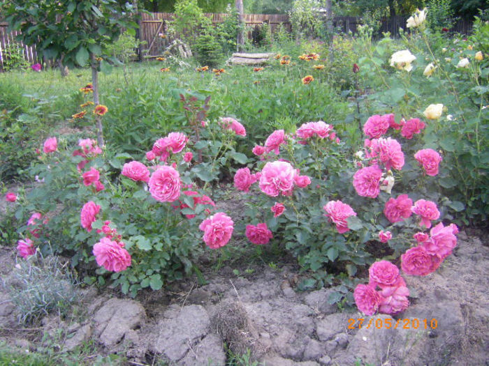 rosarium uetrsen an 2, 2 tufe - casa de vacanta-trandafiri 2010