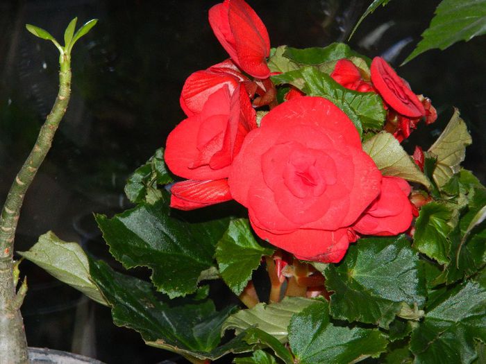 DSCN0826 adenium si begonia - 2014 IANUARIE