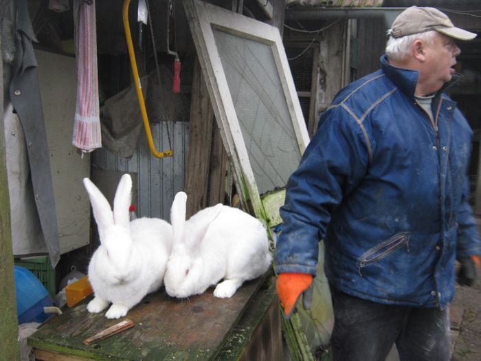 Erik face curatenie la iepuri - vizita crescatoriilor de iepuri oi si gaini din zona -sucevei-vaslui