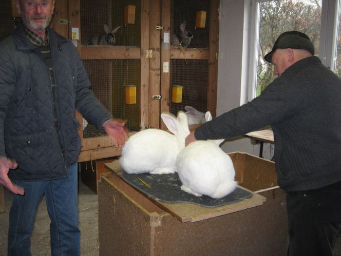 Dragos e nehotarat - vizita crescatoriilor de iepuri oi si gaini din zona -sucevei-vaslui