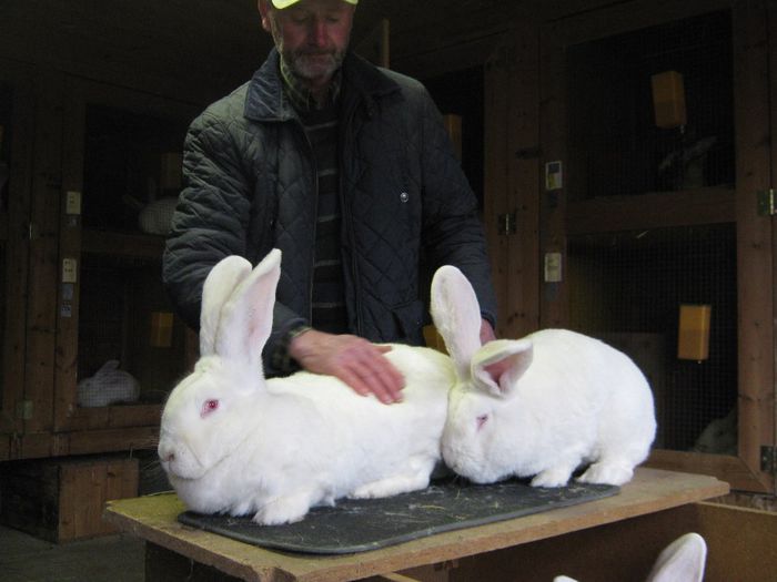 in sfarsit o iepuroaica pleaca in SU - vizita crescatoriilor de iepuri oi si gaini din zona -sucevei-vaslui