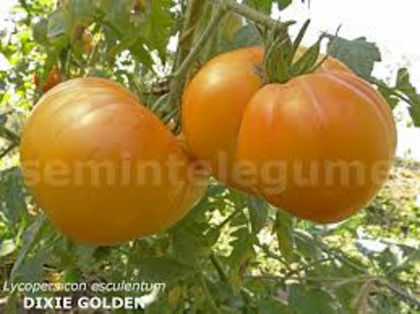 TOMATE DIXIE GOLDEN - ESECURI GERMINARI SEMINTE