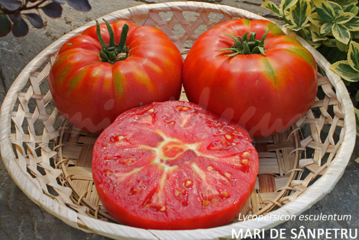 tomate-mari-mari-de-sanpetru - ESECURI GERMINARI SEMINTE