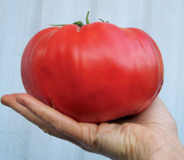 brandywine_pink_tomato - ESECURI GERMINARI SEMINTE