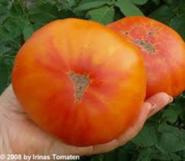 tomate big rainbow - ESECURI GERMINARI SEMINTE