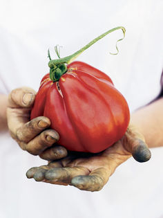 tomate cuore d'albenga - ESECURI GERMINARI SEMINTE