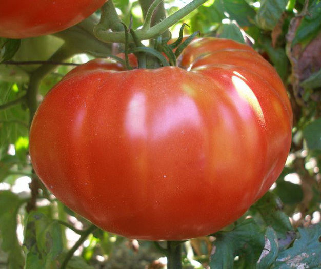 tomate fantazia - ESECURI GERMINARI SEMINTE