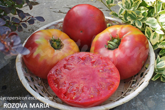 tomate rozova maria - ESECURI GERMINARI SEMINTE