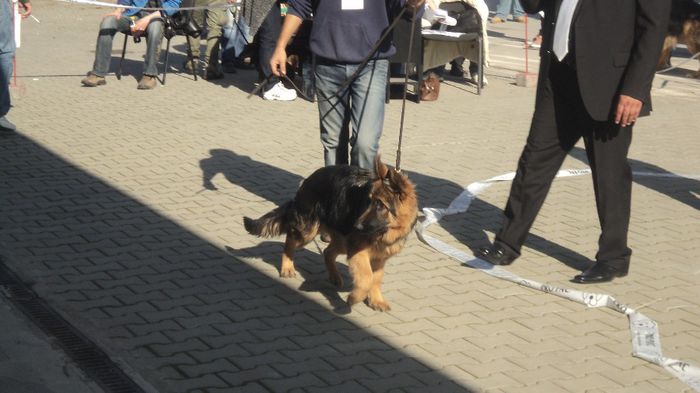 DSC02592; faryna vd baland CRAIOVA 2013 BEST PUPY
