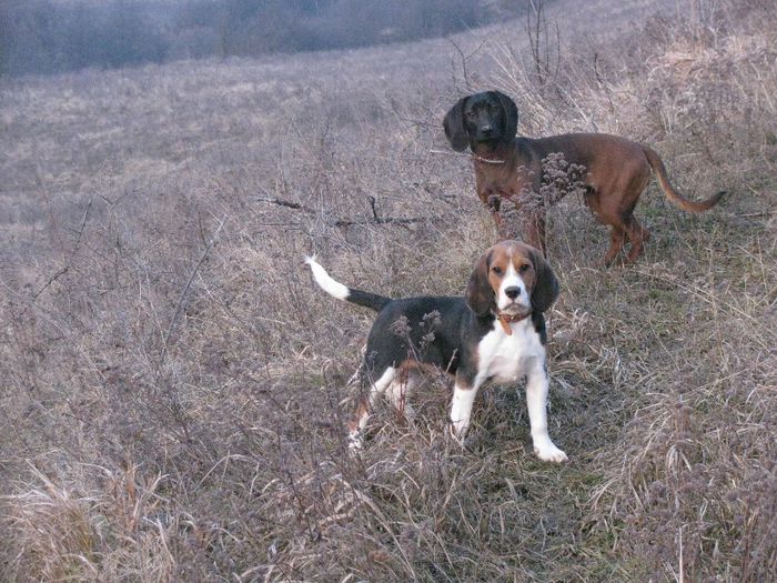 Rudi es Emma - 10- Cainii mei  Beagle