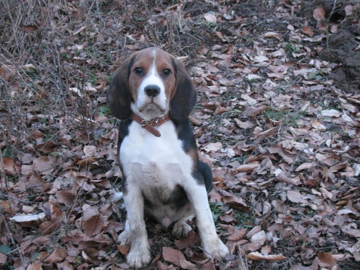 Rudi - 10- Cainii mei  Beagle