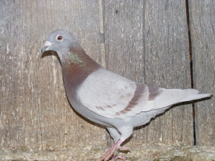 nepot vanbruene - matca
